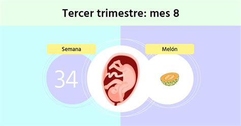 Esquema del útero en la semana 34 de embarazo y órganos internos