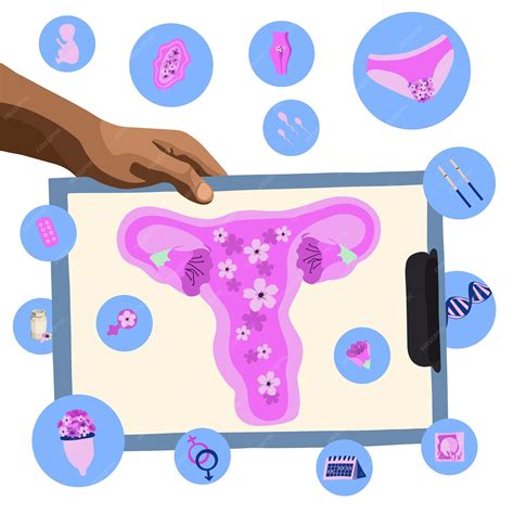 Ilustración de la anatomía vaginal femenina