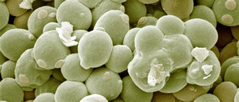 Ilustración de Saccharomyces cerevisiae bajo microscopio