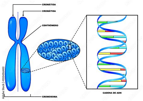 Ilustración esquemática de un cromosoma y su estructura de ADN