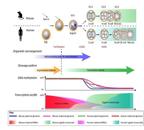 Ilustración que compara la transición materno-cigótica en ratones y humanos
