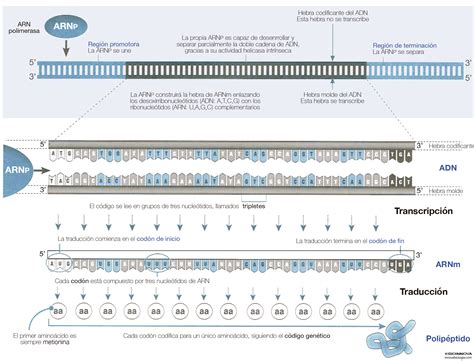 Gráfico que muestra la progresión de la expresión génica durante las primeras etapas del desarrollo embrionario humano