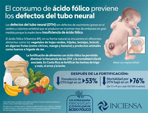 Infografía detallando el desarrollo del tubo neural y la importancia del ácido fólico en las primeras semanas de gestación.