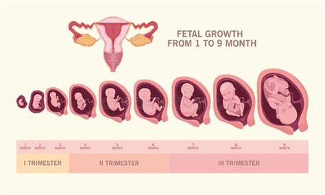 Ilustración que muestra el útero con el feto en crecimiento durante el segundo trimestre.