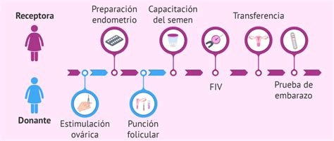 Infografía comparativa de los tipos de ovodonación