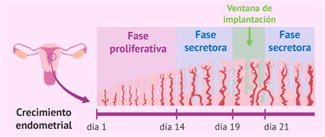 Esquema del ciclo de preparación endometrial en ovodonación