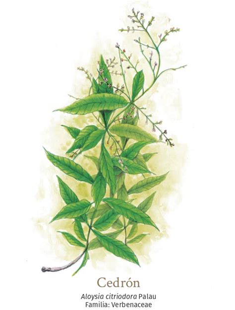 Ilustración botánica detallada de la planta de cedrón, mostrando sus hojas alargadas y pequeñas flores.