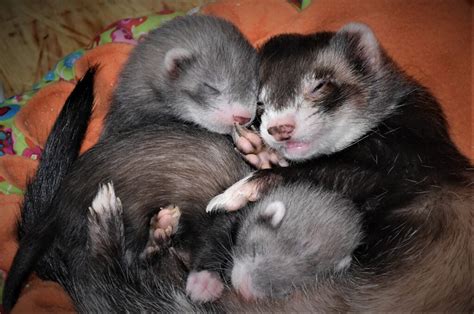 Foto de hurones jugando o durmiendo