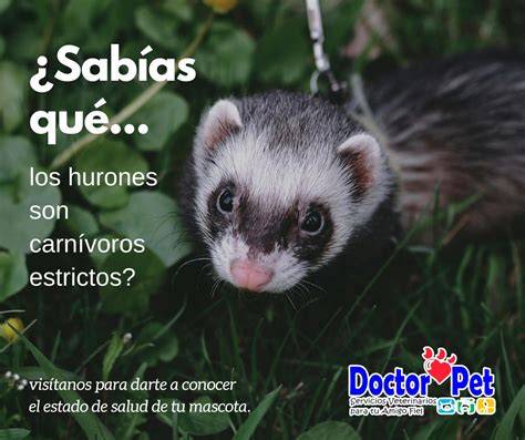 Infografía sobre la dieta ideal para hurones (carnívoros estrictos)