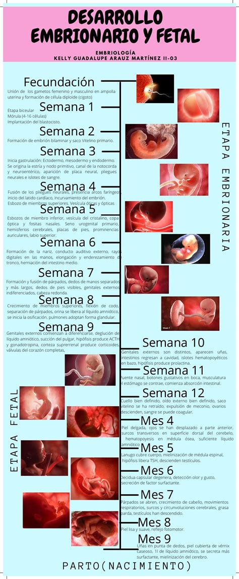 Gráfico infográfico del tamaño fetal semana a semana, comparando con frutas y verduras