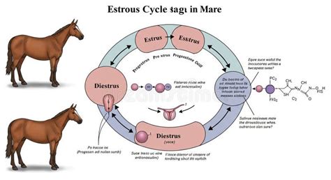 Esquema del ciclo reproductivo de una perra con sus fases (proestro, estro, metaestro, anoestro)