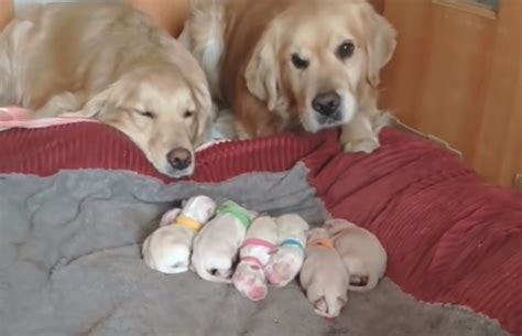 Familia de perra con sus cachorros recién nacidos