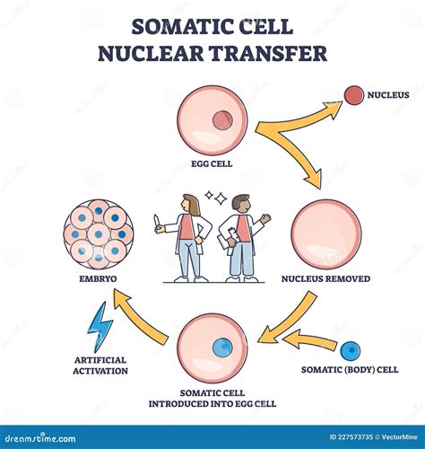 Diagrama esquemático del proceso de transferencia nuclear de células somáticas (SCNT)