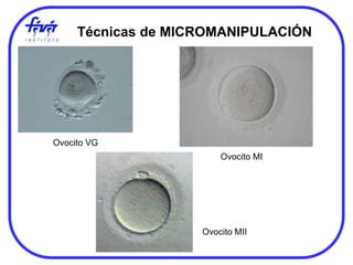 Microfotografía de ovocitos y herramientas de micromanipulación utilizadas en clonación.