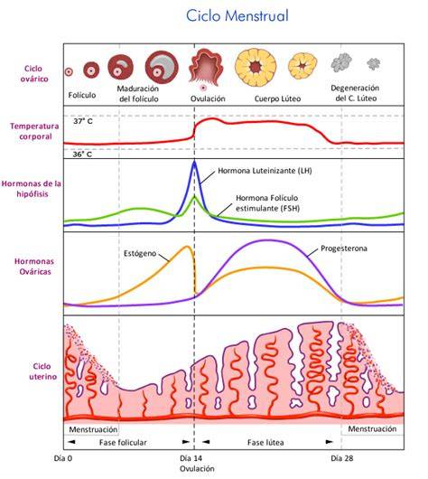 Gráfico de los niveles hormonales en un ciclo menstrual