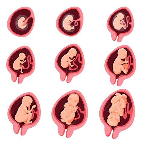 Esquema de las etapas de desarrollo fetal con énfasis en la movilidad y los hitos de movimiento