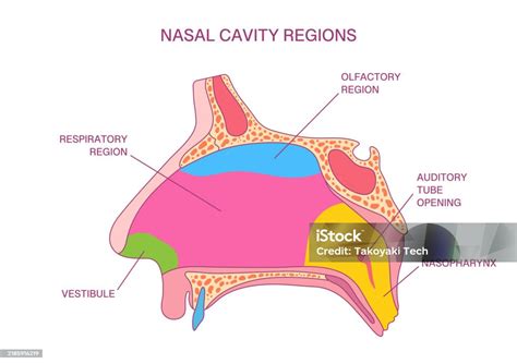 Esquema de la anatomía nasal y capilares
