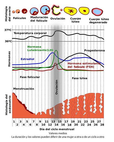Esquema del ciclo menstrual con días fértiles y ovulación
