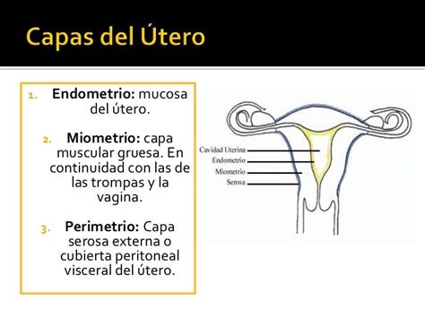 Esquema de un útero mostrando la capa endometrial y su grosor ideal para la implantación.