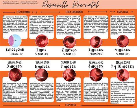 Infografía o esquema de las etapas de gestación de un zorro