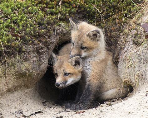 Foto de cachorros de zorro en una madriguera