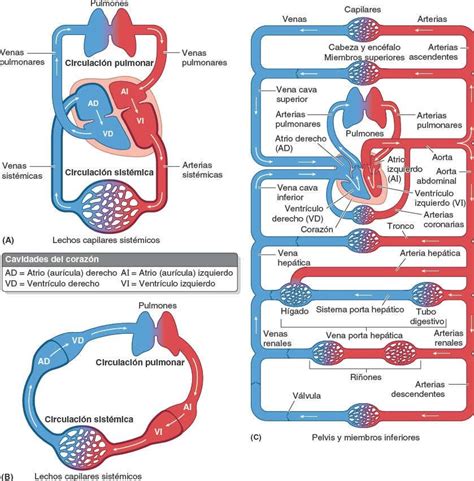 Esquema de la circulación uteroplacentaria y los mecanismos de resistencia vascular en la preeclampsia.