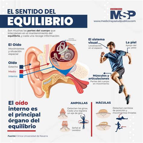 Infografía: cómo funciona el equilibrio en el cuerpo humano con cerebro, oído interno, ojos y articulaciones