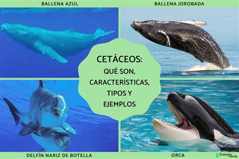 Ilustración de diversas especies de cetáceos en su hábitat marino.