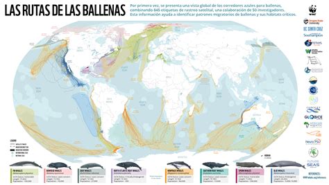 Mapa mundial mostrando las rutas migratorias típicas de las ballenas jorobadas.
