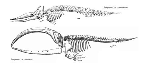 Esquema anatómico del esqueleto de una ballena, resaltando las adaptaciones óseas.