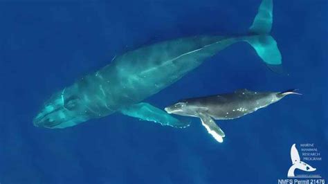 Ilustración de una ballena dando a luz a su cría, mostrando la presentación de cola.
