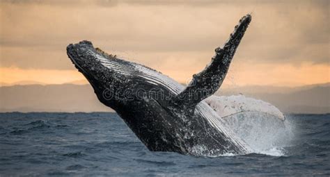 Fotografía de una ballena jorobada realizando un salto fuera del agua.