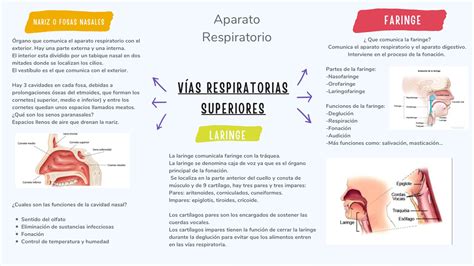 Esquema de las vías respiratorias de un bebé con mucosidad