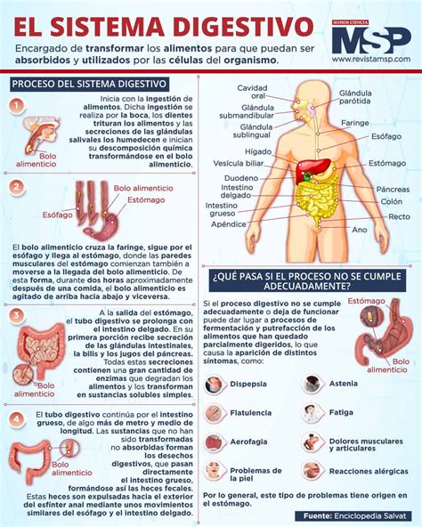 infografía sobre el sistema digestivo de un bebé