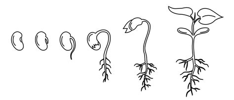Esquema de las etapas de germinación de una semilla de cannabis