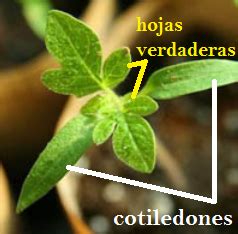Foto de una plántula de cannabis sana con sus cotiledones y primeras hojas verdaderas