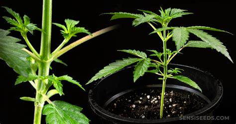 Planta de cannabis en fase vegetativa mostrando el desarrollo de ramas y hojas