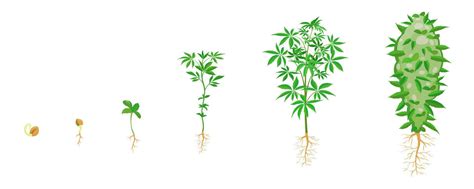 Imagen detallada de una flor de cannabis en su punto álgido de floración