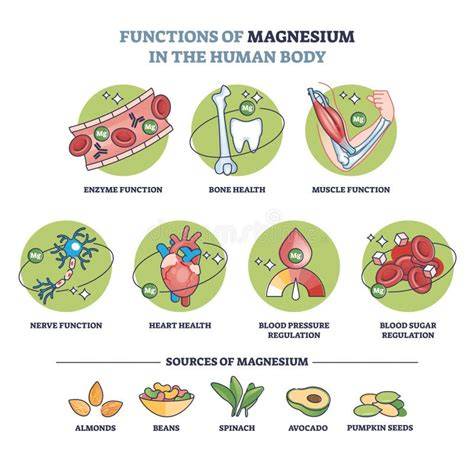 Esquema de las funciones del magnesio en el cerebro y cuerpo
