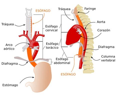 Esquema del sistema digestivo de un bebé mostrando el esófago y el estómago, con énfasis en el esfínter esofágico inferior (cardias) y el píloro.