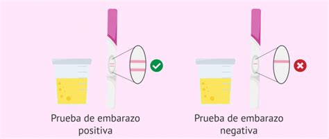 Diagrama de un test de embarazo en orina mostrando la línea de control y la línea de resultado.