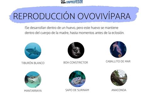Esquema de las tres estrategias reproductivas de los tiburones: ovípara, ovovivípara y vivípara.