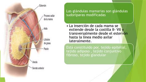 Esquema de implante mamario y glándulas lacteas