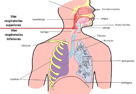 Esquema de las vías respiratorias de un bebé con congestión