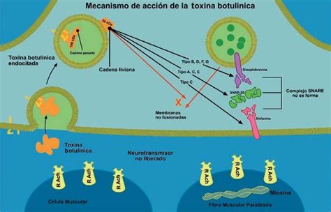 Infografía: Mecanismo de acción de la toxina botulínica en el músculo
