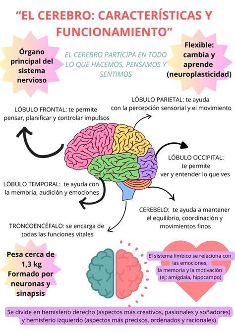 infografía sobre el efecto de las canciones de cuna en el cerebro del bebé y su ritmo cardíaco