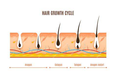 Infografía: ciclo de crecimiento y cambio de color del cabello del bebé