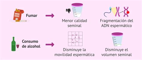 Infografía sobre cómo el alcohol afecta la calidad del esperma
