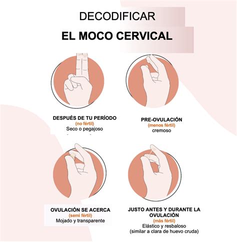 Ilustración mostrando las características del moco cervical fértil (elástico y transparente).