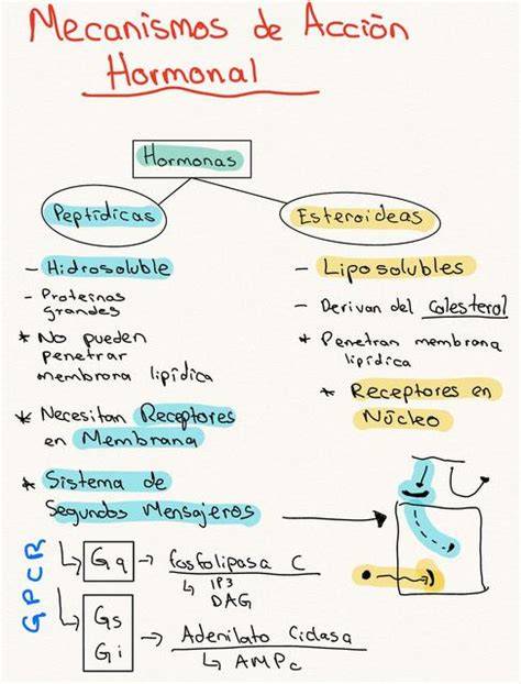 Esquema de los mecanismos de acción de la curcumina a nivel celular y hormonal en la fertilidad femenina